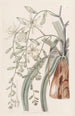 Star of Bethlehem trailing - Sydenham Edwards — artwork view