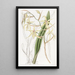 Cyrtochilum couleur paille - Sydenham Edwards — framed artwork on a wall