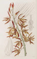 Houlletia rayée - Sydenham Edwards — weergave van het kunstwerk