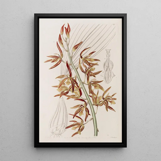 Sydenham Edwards - Striped Houlletia.webp