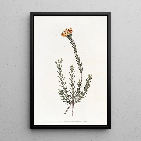 Sydenham Edwards - Subumbellate Pultenaea.webp