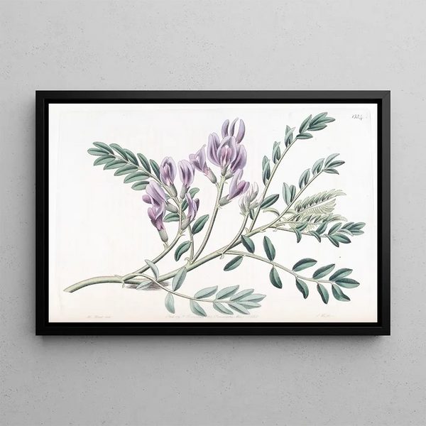 Sydenham Edwards - Succulent Milk Vatch.webp