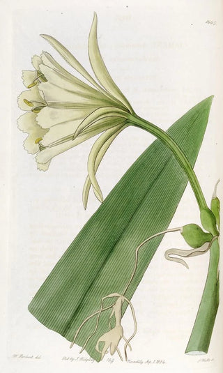 Sydenham Edwards - Sulphurcoloured Ismene.webp