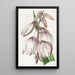 Stunning Adam's Needle Painting - Sydenham Edwards — framed artwork on a wall