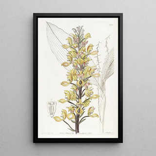 Sydenham Edwards - Superb Govenia.webp