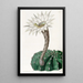 Spicy sweet cactus painting - Sydenham Edwards — framed artwork on a wall