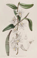 Dendrobium with soft stem - Sydenham Edwards — artwork view