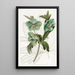 Hellebore doux - Sydenham Edwards — framed artwork on a wall