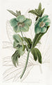 Hellebore doux - Sydenham Edwards — artwork view