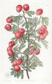 Aubépine la plus douce - Sydenham Edwards — artwork view