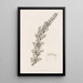 Cryptandra doux - Sydenham Edwards — framed artwork on a wall