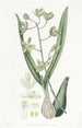 Epidendrum doux - Sydenham Edwards — artwork view