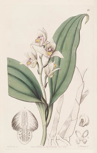Sydenham Edwards - Sweetscented Hair Orchis.webp