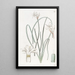Leucocoryne doux - Sydenham Edwards — framed artwork on a wall