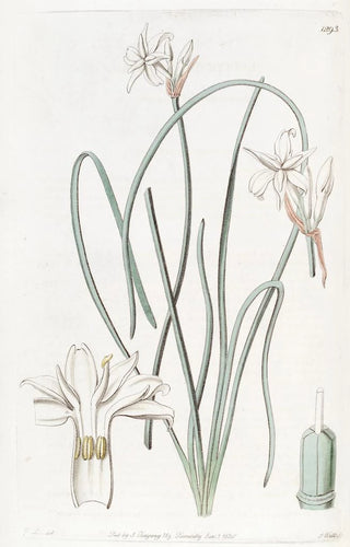 Sydenham Edwards - Sweetscented Leucocoryne.webp