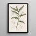 Angrec with sword leaves - Sydenham Edwards — framed artwork on a wall
