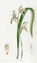 Cymbidium à feuilles d'épée - Sydenham Edwards — artwork view