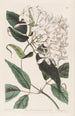 Jasmine with Linden Leaves - Sydenham Edwards — artwork view