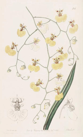Sydenham Edwards - Tailleaved Oncidium.webp