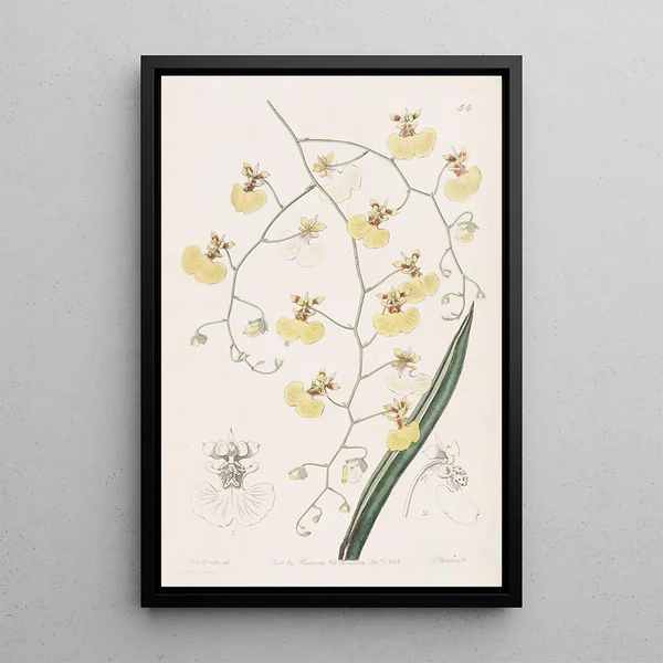 Sydenham Edwards - Tailleaved Oncidium.webp