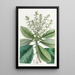 Arbousier or strawberry tree tall - Sydenham Edwards — framed artwork on a wall