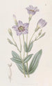Eustoma haut - Sydenham Edwards — artwork view