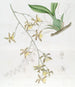 Grootste Oncidium-schilderij - Sydenham Edwards — weergave van het kunstwerk