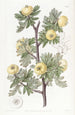 Hawthorn with Tansy Leaves - Sydenham Edwards — artwork view