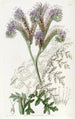 Phacelia with Tansy Leaves - Sydenham Edwards — artwork view