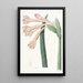 Coburgia Fauve - Sydenham Edwards — framed artwork on a wall