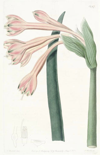 Sydenham Edwards - Tawny Coburgia.webp