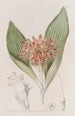 Daubenya fauve - Sydenham Edwards — weergave van het kunstwerk
