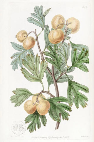 Sydenham Edwards - The Aronia Thorn.webp