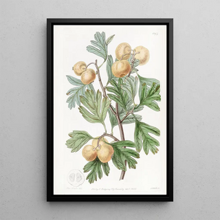 Sydenham Edwards - The Aronia Thorn.webp