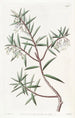 The Australian Cranberry - Sydenham Edwards — artwork view