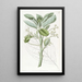 L'avocatier - Sydenham Edwards — framed artwork on a wall