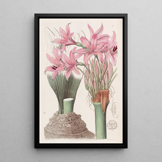 Sydenham Edwards - The Banksian Amaryllis.webp