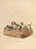 Le Beagle - Sydenham Edwards — weergave van het kunstwerk