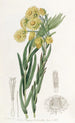 La belle Morna - Sydenham Edwards — artwork view