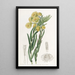 La belle Morna - Sydenham Edwards — framed artwork on a wall