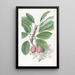 The pear tree of Bollwyller - Sydenham Edwards — framed artwork on a wall
