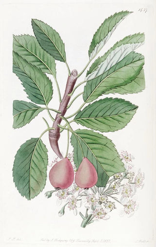 Sydenham Edwards - The Bollwyller Pear.webp