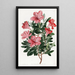 L'azalée chinoise rouge brique - Sydenham Edwards — framed artwork on a wall