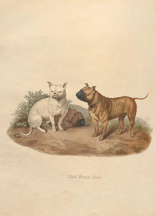Sydenham Edwards - The Bull Dog.webp