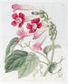 Le Bignonia Chérère - Sydenham Edwards — weergave van het kunstwerk