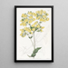 La fleur de pantoufle de Chiloé - Sydenham Edwards — framed artwork on a wall