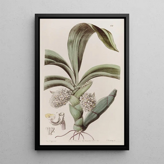 Sydenham Edwards - The Closeheaded Woolwort.webp