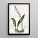 Le bolbophyllum coco - Sydenham Edwards — framed artwork on a wall