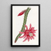 The Crimson Ceres Climbing - Sydenham Edwards — framed artwork on a wall