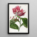 The Crimson Lily of Japan - Sydenham Edwards — framed artwork on a wall